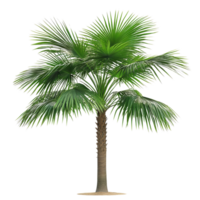 Asian Palmyra palm on a transparent background, highlighting its lush leaves and unique trunk, Asian Palmyra palm isolated on transparent background png
