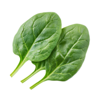 Fresh spinach leaves isolated on a transparent background for culinary use and healthy eating purposes, Spinach leaves isolated on transparent background png