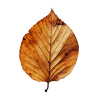 A solitary dry leaf resting on a bright transparent background highlighting its intricate texture and color variations, of a solitary dry leaf on a clear or transparent background with png