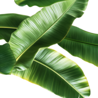 Vibrant banana leaves elegantly displayed on a transparent background highlight their beauty, banana leaves on transparent background png