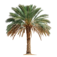 Elegant date palm standing alone on a bright transparent background showcasing its lush foliage and distinct trunk, date palm isolated on transparent background png