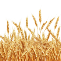 Golden wheat field isolated on a transparent background capturing the essence of rural harvests and natures bounty, golden wheat field isolated on transparent background png