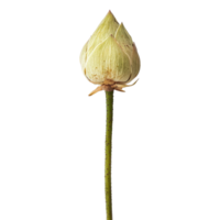 A single lotus stem with a closed bud standing against a clean transparent background perfect for minimalistic design, lotus stem on transparent background png