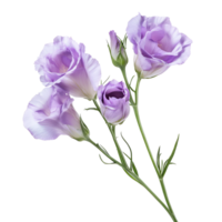 Beautiful lisianthus flower arrangement in soft lavender tones on a clean transparent background, lisianthus flower isolated on transparent background png
