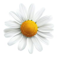 A single chamomile daisy flower with vibrant petals and a golden center on a transparent background, one transparent chamomile daisy flowerfile of isolated object on transparent background png