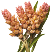 Curcuma latifolia Roscoe showing vibrant pink blooms on a transparent background with lush green leaves in natural arrangement, Curcuma latifolia Roscoe on transparent background png