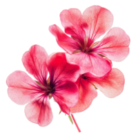 Vibrant geranium blossoms showcasing delicate petals in bright pink hues on a transparent background, vibrant geranium in style, isolated on a transparent background for design layouts png