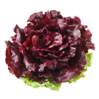 Red lettuce on a clean transparent background highlights its vibrant color and crisp texture for culinary ideas, red lettuce vegetable isolated on transparent background png