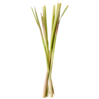 Fresh lemongrass stalks arranged on a transparent background ready for culinary use in various dishes and beverages, slice lemongrass on transparent background png