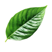 Bright green tropical leaf isolated on a transparent background showcasing its natural texture and vibrant color, green tropical leaf isolated on transparent background png