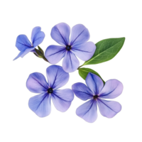 Beautiful periwinkle flowers with delicate petals and green leaves isolated on a transparent background, periwinkle flowers isolated on transparent background png