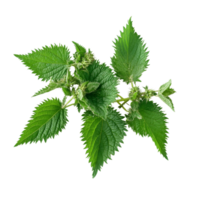Fresh green nettle leaves on a transparent background showcasing their vibrant color and unique leaf structure, nettle on a transparent background isolated background png
