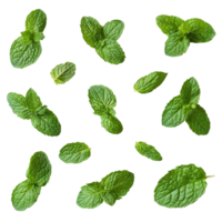 Fresh mint leaves arranged on a clean transparent background highlighting their vibrant green color and texture, mint on transparent background png