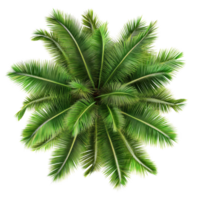 Top view of lush palm leaves arranged artistically, isolated against a clean transparent background, top view palm leaves tree isolated on transparent backgroundfile png