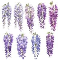 A stunning collection of wisteria flowers in various shades isolated on a transparent background perfect for floral design projects, wisteria flowers isolated on transparent background png