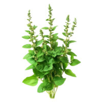 Holy basil plant, Holy Basil Ocimum sanctum isolate on transparent background png