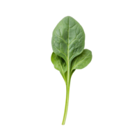 Fresh spinach leaves arranged on a clean transparent background, showcasing their vibrant green color and texture, red spinach on transparent background png