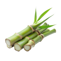 Bamboo shoot isolated on a transparent background showcasing fresh green textures and cut sections, bamboo shoot isolated on transparent background png