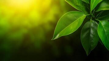 Lush green leaves basking in warm sunlight, creating a serene and vibrant atmosphere photo