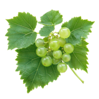 Burmese grape Baccaurea ramiflora with green leaves isolated on a transparent background, burmese grapeBaccaurea ramiflora with leaf isolated on transparent background png