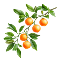 A branch of ripe mandarins with vibrant green leaves against a transparent background, Branch of delicious Mandarin on transparent background cutouts png