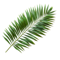Green palm tree leaf isolated on a clean transparent background for natureinspired designs and tropical themes, green leaf of palm tree isolated on transparent background png