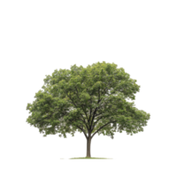 A majestic green oak tree stands alone against a bright transparent background in peaceful surroundings, Green Oak on transparent background png