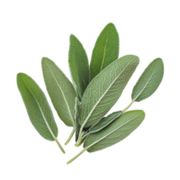 Fresh sage herb leaves isolated against a clean transparent background for culinary and medicinal uses, Sage herb leaves isolated on transparent background png