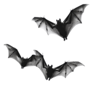 Three bats in flight against a transparent background showcasing their intricate wing structure, Bats on transparent background png