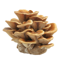 Brown beech mushroom cluster arranged in a white plate isolated on a clean background, brown beech mushroom in plateisolated on white background png