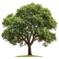 Majestic tree with lush green leaves stands proudly in a tranquil setting, Isolated image a big tree with beautiful leaves on a white background png