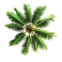 Coconut tree top view on Transparent background showcasing vibrant green fronds and intricate leaf patterns, Coconut tree top view isolated on background png