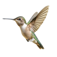 Hummingbird hovering gracefully against a white background, Hummingbird flying in White background, front view macro isolated on solid white background png