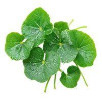 Fresh gotu kola leaves with water droplets isolated for natural beauty and culinary uses, Group Gotu kola leaves with droplets isolated on white background with clipping path white background png