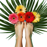 Vibrant gerberas surround bare feet on tropical palm leaves against a bright blue background, Multi colored gerberas on legs and palm leaves Isolate png