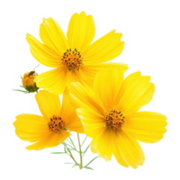 Bright yellow cosmos flowers attract nectarseeking insects in the garden during summer, Closeup yellow cosmos flowers with nectarseeking insects isolated on Transparent background png