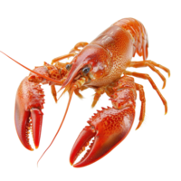 Red crawfish on a Transparent background ready for culinary use or seasonal festivities, Red crawfish isolated on background png
