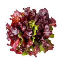 Red oak leaf lettuce variety placed on a bright Transparent background for culinary presentation, Red oak leaf lettuce isolated on background png