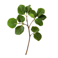 Isolated branch of Tinospora cordifolia showcasing vibrant green leaves on Transparent background, Tinospora cordifolia herb isolated on background png