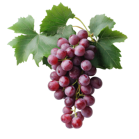 Fresh organic grape vines displayed against a white background for natural food presentation, Fresh organic grape vineswhite background background Vines with grapes bundle png
