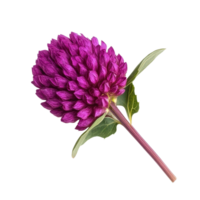 Globe amaranth flower in vibrant purple hue with green leaves isolated on white background, globe amaranth flower isolated on white background png