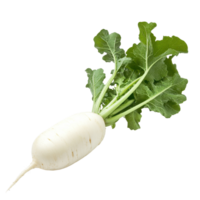 Fresh white radish with green leaves on a white background highlighting its natural color and texture, fresh white radish on white background png