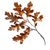 Oak branch with autumn leaves casting shadows in warm light, Oak branch with autumn brown dry leaves with shadow, file of isolated object on Transparent background png