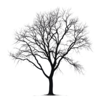 Silhouette of a leafless tree against a stark Transparent background during winter s stillness, Silhouette a large leafless tree, isolated on a background png