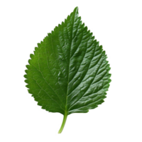 Shiso leaf on a clean Transparent background highlighting its unique texture and vibrant green color, Shiso leaf on background png