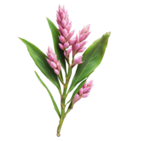 Curcuma latifolia Roscoe flowering plant with pink blooms on isolated Transparent background, Curcuma latifolia Roscoeisolated on background png