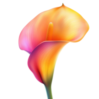 Vibrant calla lily in bright hues isolated on a Transparent background showcasing its elegant form and colors, vibrant calla lily in style, isolated on a White background for design layouts png