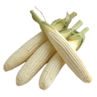 Fresh white corn on a plain background showcasing its unique color and texture for culinary use, white peppers corn on Transparent background png