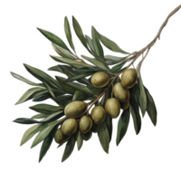 Olive branch with ripe olives against a textured background in soft earth tones, Olive Branch png
