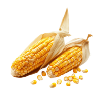 Corn seeds and cobs isolated on Transparent background showcasing bright yellow kernels in natural arrangement, Corn seeds isolated on background png